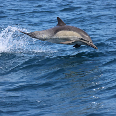 Marine Life 